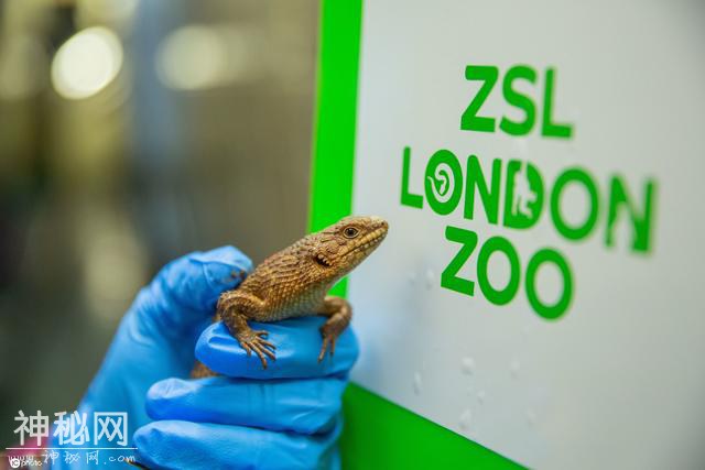 伦敦动物园举行年度“清点”工作 饲养员绞尽脑汁用美食诱惑小动物-1.jpg