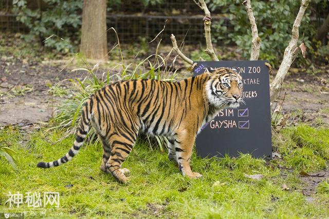 伦敦动物园举行年度“清点”工作 饲养员绞尽脑汁用美食诱惑小动物-7.jpg