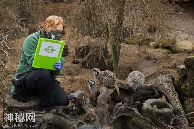 伦敦动物园举行年度“清点”工作 饲养员绞尽脑汁用美食诱惑小动物-8.jpg
