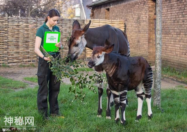 伦敦动物园举行年度“清点”工作 饲养员绞尽脑汁用美食诱惑小动物-9.jpg