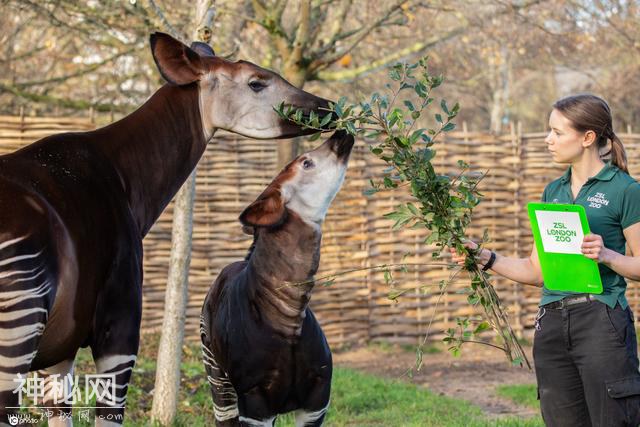 伦敦动物园举行年度“清点”工作 饲养员绞尽脑汁用美食诱惑小动物-10.jpg