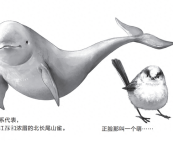 人类偏爱好看的生物：被列为保护对象的动物往往都是可爱的