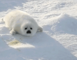 400800022dd637b82f43