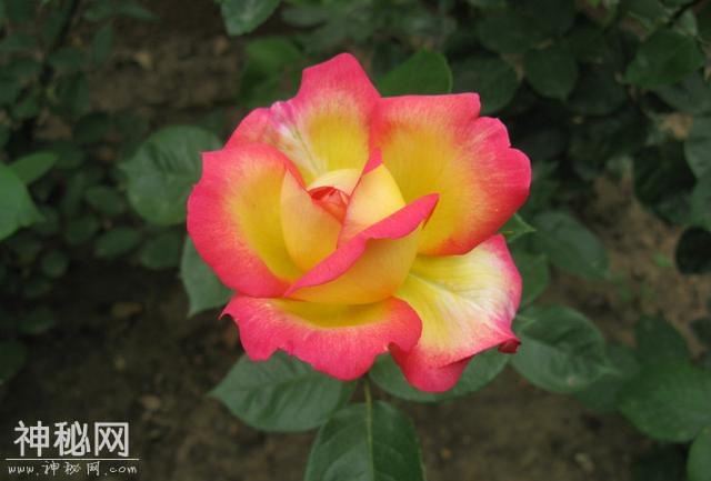 46d80000c32185a02c42