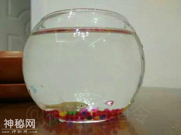 66b70000ff4ffc95f100