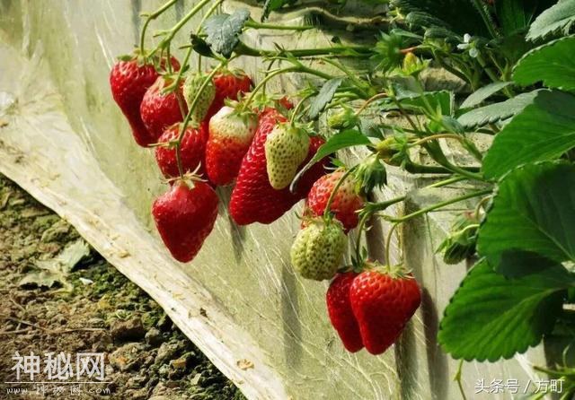 中国这四地的草莓，获得国家地理标志保护产品认证，值得莓丝拥有-4.jpg