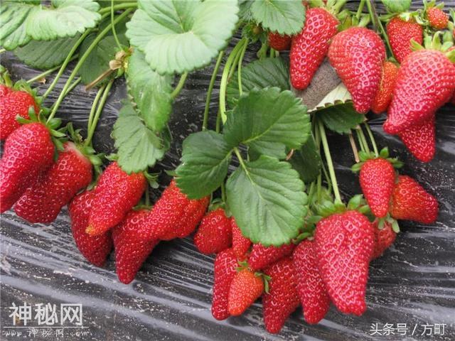 中国这四地的草莓，获得国家地理标志保护产品认证，值得莓丝拥有-6.jpg