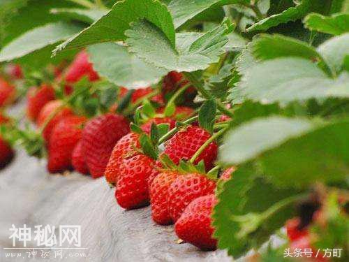 中国这四地的草莓，获得国家地理标志保护产品认证，值得莓丝拥有-1.jpg