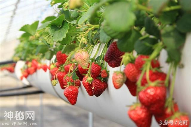 中国这四地的草莓，获得国家地理标志保护产品认证，值得莓丝拥有-5.jpg