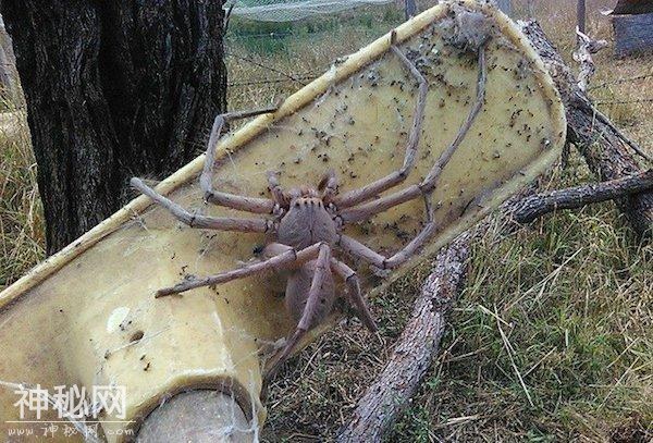 帅小伙踩到海洋未知生物，差点失去双腿，微型食人鱼！-1.jpg