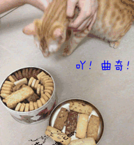 gif图：搞笑动图让你乐翻天-3.jpg