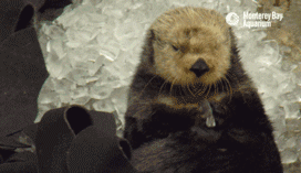搞笑GIF：母猪上树我知道，上房是几个意思啊-3.jpg