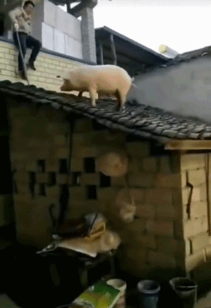 搞笑GIF：母猪上树我知道，上房是几个意思啊-6.jpg