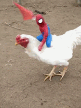 搞笑GIF：母猪上树我知道，上房是几个意思啊-5.jpg