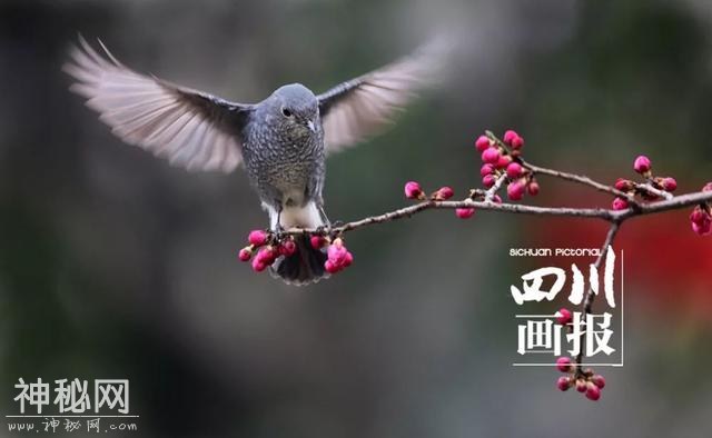 四川画报主题征稿入选作品公布，哪张“年味”照片是您拍的？-6.jpg