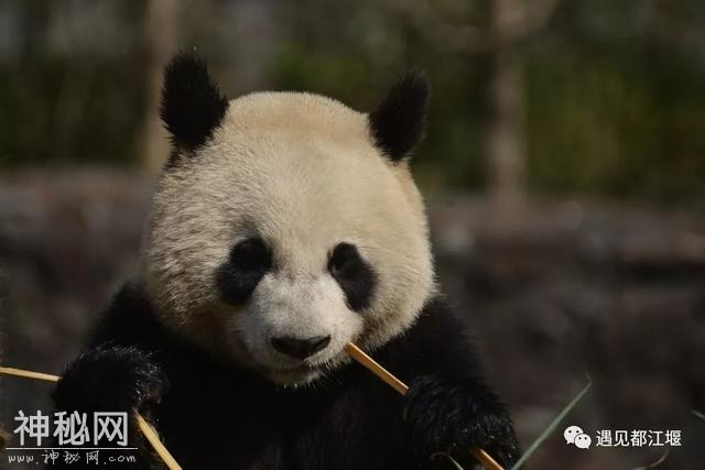 都江堰的熊猫邻居之“阿杰”：不拘小节的大姐大！-2.jpg
