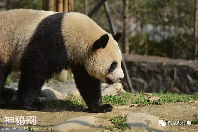 都江堰的熊猫邻居之“阿杰”：不拘小节的大姐大！-3.jpg