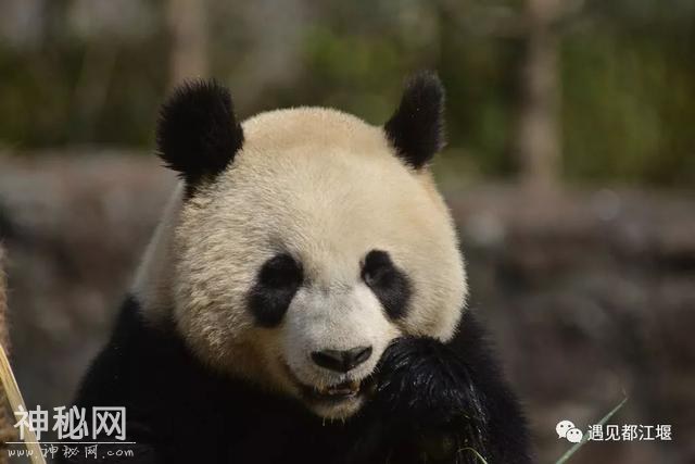 都江堰的熊猫邻居之“阿杰”：不拘小节的大姐大！-7.jpg