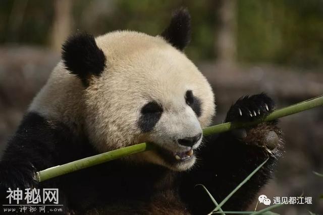 都江堰的熊猫邻居之“阿杰”：不拘小节的大姐大！-11.jpg