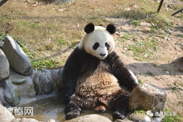 都江堰的熊猫邻居之“阿杰”：不拘小节的大姐大！-8.jpg