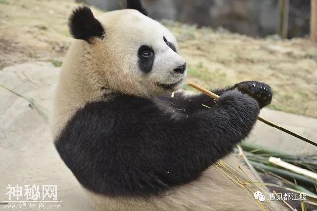 都江堰的熊猫邻居之“阿杰”：不拘小节的大姐大！-4.jpg
