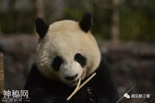 都江堰的熊猫邻居之“阿杰”：不拘小节的大姐大！-10.jpg