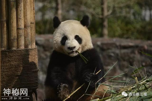都江堰的熊猫邻居之“阿杰”：不拘小节的大姐大！-9.jpg