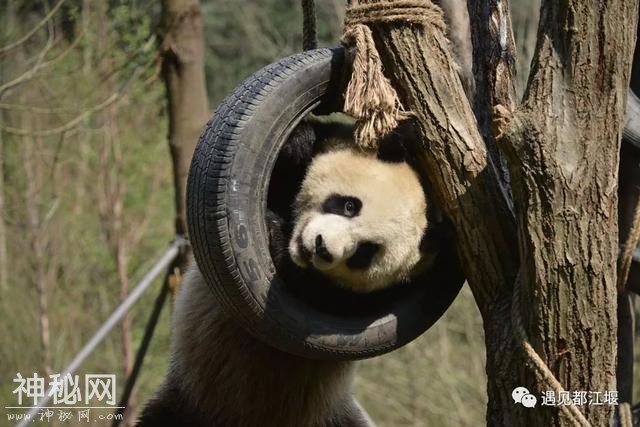 都江堰的熊猫邻居之“阿杰”：不拘小节的大姐大！-6.jpg