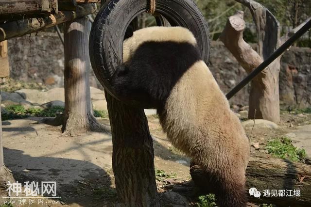 都江堰的熊猫邻居之“阿杰”：不拘小节的大姐大！-5.jpg