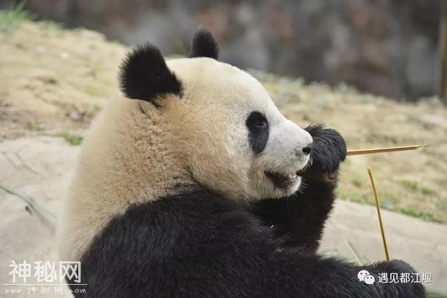 都江堰的熊猫邻居之“阿杰”：不拘小节的大姐大！-12.jpg