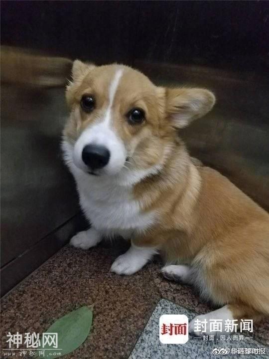 柯基犬被摔死事件最新进展：当事双方均被行拘7天-2.jpg