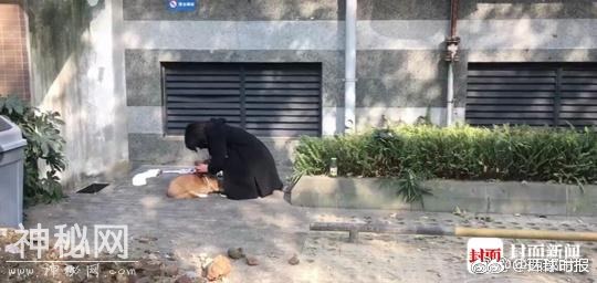 柯基犬被摔死事件最新进展：当事双方均被行拘7天-1.jpg