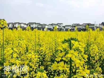引进诗人当新村民 崇州道明镇竹艺村打造本土品牌-1.jpg