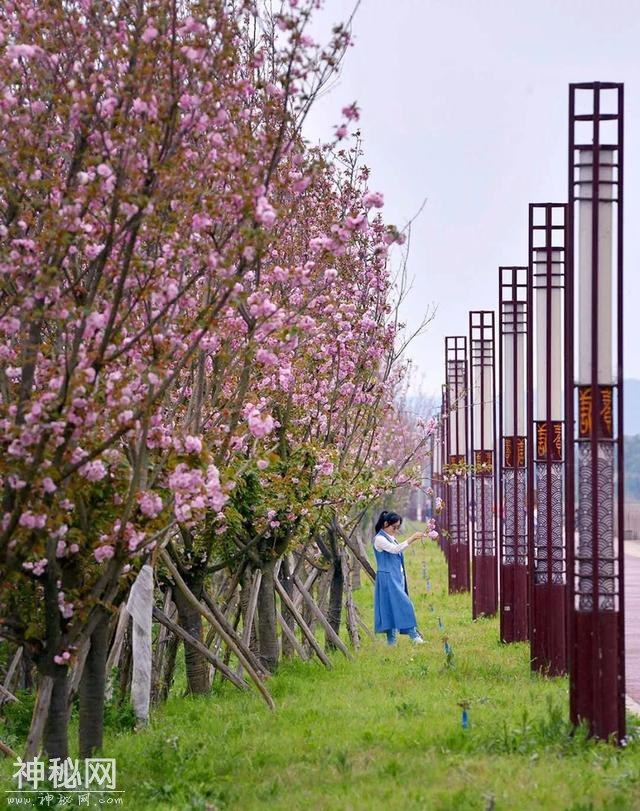 成都向南中国樱花第一城，千万株樱花怒放成海，周末去刚好！-30.jpg