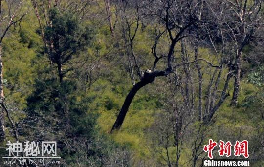 四川广元再现野生大熊猫：懒洋洋在树上晒太阳-1.jpg