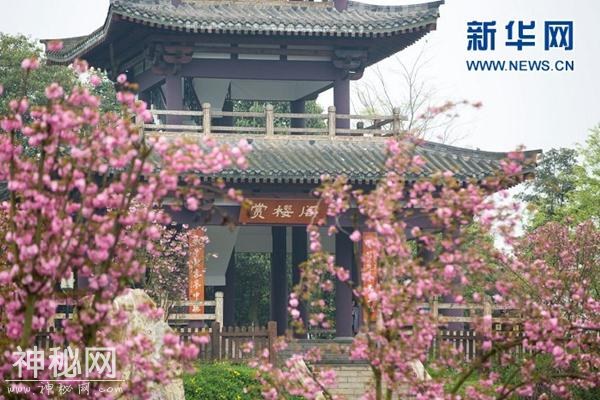 免费入园！成都青白江凤凰湖畔樱花正值盛花期-1.jpg