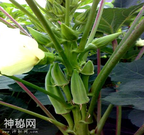 男人健康比天大，看看这10种养生食物，效果出奇的好-12.png