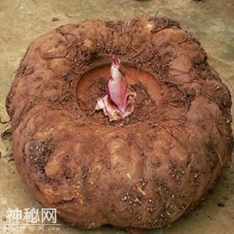 男人健康比天大，看看这10种养生食物，效果出奇的好-13.jpg