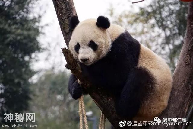 都江堰的熊猫邻居之森森：熊界的青城功夫掌门！-8.jpg