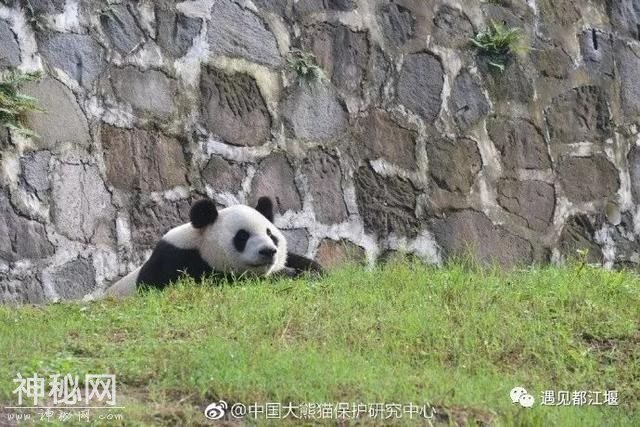 都江堰的熊猫邻居之森森：熊界的青城功夫掌门！-4.jpg