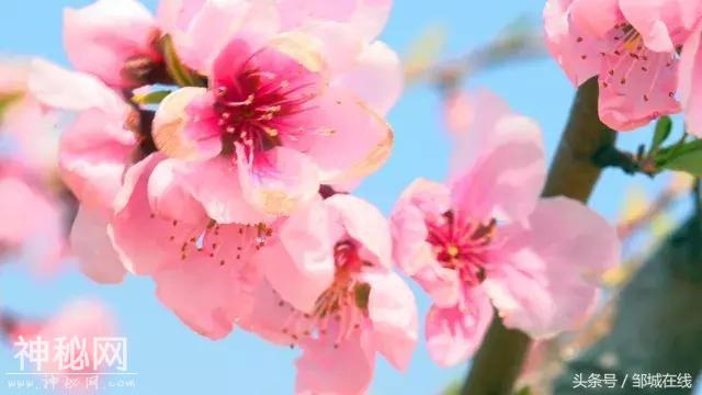 四海八荒同春游，十里桃花在城前！-1.jpg