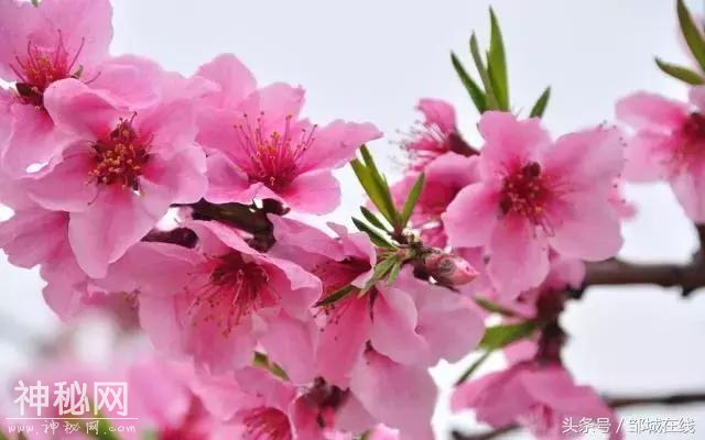 四海八荒同春游，十里桃花在城前！-5.jpg