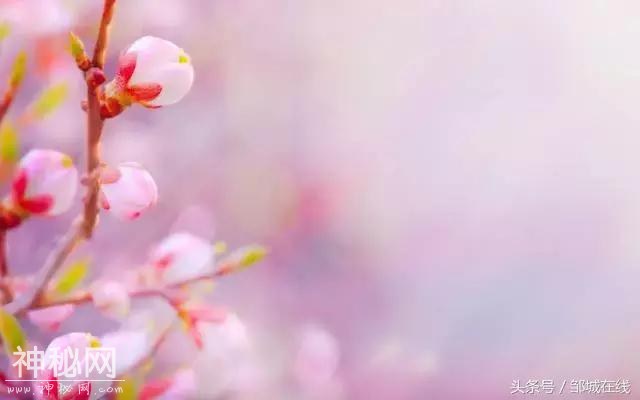 四海八荒同春游，十里桃花在城前！-6.jpg