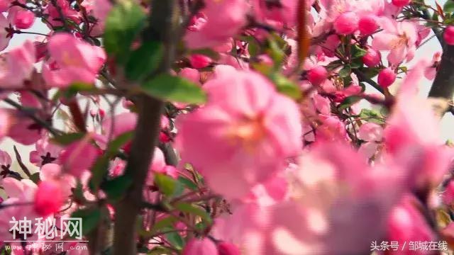 四海八荒同春游，十里桃花在城前！-2.jpg