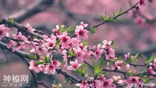四海八荒同春游，十里桃花在城前！-3.jpg
