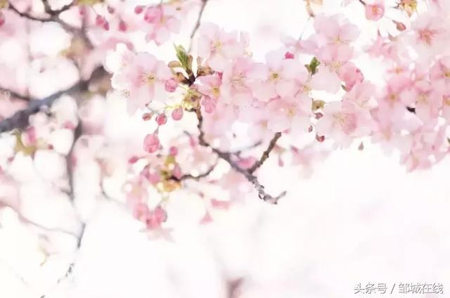 四海八荒同春游，十里桃花在城前！-27.jpg