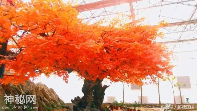 四海八荒同春游，十里桃花在城前！-24.jpg