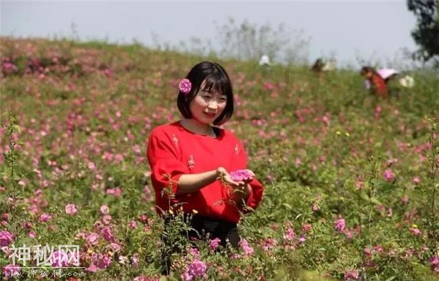 成都向南1小时！竟私藏了一片800亩玫瑰花海，浪漫到哭！-5.jpg