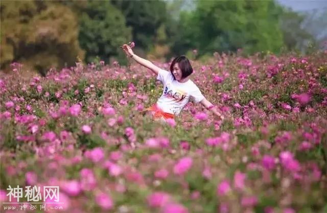 成都向南1小时！竟私藏了一片800亩玫瑰花海，浪漫到哭！-4.jpg