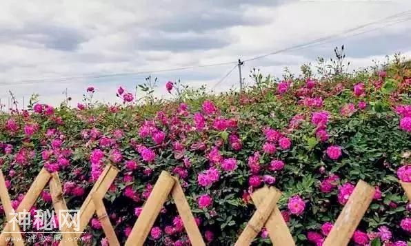 成都向南1小时！竟私藏了一片800亩玫瑰花海，浪漫到哭！-6.jpg